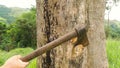 Lumberjack cutting tree with axe. Close up shot of an ax cutting tree