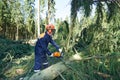 Lumberjack cutting tree branch in forest Royalty Free Stock Photo