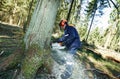 Lumberjack cutting tree in forest Royalty Free Stock Photo