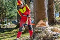 Lumberjack cutting tree in forest Royalty Free Stock Photo