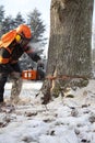 Lumberjack cutting tree