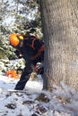 Lumberjack cutting tree