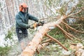 Lumberjack cutting tree in snow winter forest Royalty Free Stock Photo