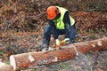 Lumberjack doing his work