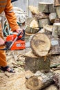 Lumberjack logger worker in protective gear cutting firewood timber tree in forest with chainsaw Royalty Free Stock Photo