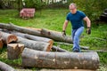 Lumberjack manhandling the beech logs Royalty Free Stock Photo