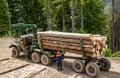 Lumberjack with modern harvester working in a forest. Forest industry. Wheel-mounted loader, timber grab. Felling of Royalty Free Stock Photo