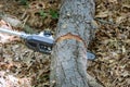 Lumberjack sawing a chainsaw the tree Royalty Free Stock Photo