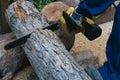 Lumberjack sawing a large log with a chainsaw, close-up, harvesting firewood Royalty Free Stock Photo