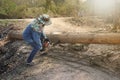 A lumberjack uses a chainsaw to cut down trees, deforestation and its severe impact on global warming.