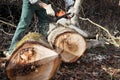 Lumberjack using chainsaw cutting big tree