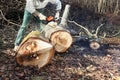 Lumberjack using chainsaw cutting big tree