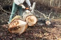 Lumberjack using chainsaw cutting big tree during the autumn