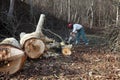 Lumberjack using chainsaw cutting big tree during the autumn wearing hardhat and headphones Royalty Free Stock Photo