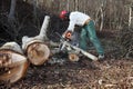 Lumberjack using chainsaw cutting big tree during the autumn wearing hardhat and headphones