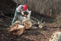 Lumberjack using chainsaw cutting big tree during the autumn wearing hardhat and headphones Royalty Free Stock Photo