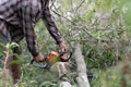 Lumberjack using machine saw. Man using machine saw while cutting tree