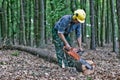 Lumberjack in the woods