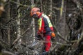 Lumberjack in the woods Royalty Free Stock Photo