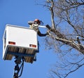 Lumberjack is working at height