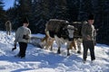 Lumberjacks guiding his two oxen to pull the tree