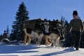 Lumberjacks guiding his two oxen to pull the tree