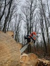 Lumberjacks at work with the chainsaw, piles of wood, tree trunks, wood chips, outdoor woodworking