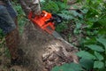 Lumberman work wirh chainsaw in the forest
