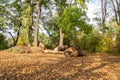 Lumbers of cut tree on the ground with yellow autumn leaves in the park