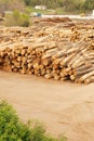 Lumberyard with stacks of logs Royalty Free Stock Photo