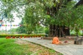 Buddhist Monk resting under pipal tree in Lumbini