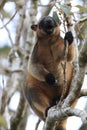 A Lumholtz& x27;s tree-kangaroo & x28;Dendrolagus lumholtzi& x29; Queensland, Australia