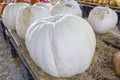 Lumina Pumpkin, Closeup Royalty Free Stock Photo