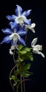 Luminescent Blue Columbine Flowers Art In Zeiss Planar T Style