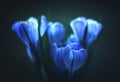 Luminescent blue crocus on dark