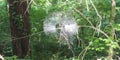 Rainbow spiderweb in the forest