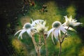 Luminous antique style Flannel Flowers