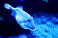 Luminous blue fish swimming underwater Royalty Free Stock Photo