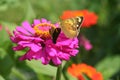 Luminous butterflies collect nectar from colorful zinnias Royalty Free Stock Photo