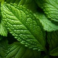 Luminous Close-up: Mint Leaf In Organic Contours - Uhd Nature Photography
