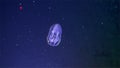 Luminous Ctenophora jellyfish underwater in Pacific Ocean.