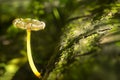 A luminous fungus grows from a log covered