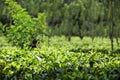 A luminous green tea plantation with healthy tea plants Royalty Free Stock Photo