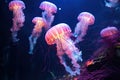 Luminous Jellyfish Aquarium generated by AI Royalty Free Stock Photo