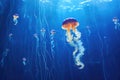 luminous jellyfish swimming in a deep blue aquarium tank Royalty Free Stock Photo