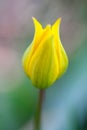 Luminous Lemon Yellow Tulip - Sylvestris Royalty Free Stock Photo