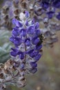 Luminous Lupine with Benevolent Bee Visitor; Horse Heaven Hills, Washington State