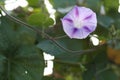 Luminous Morning Glory