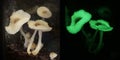 Luminous mushroom green pepe fungus bed cultivation