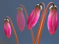 Luminous Pink Buds Royalty Free Stock Photo